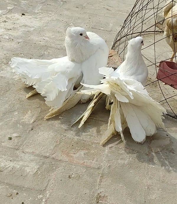 American White Fantail Breeder Pair 3