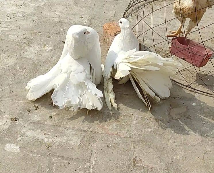 American White Fantail Breeder Pair 4