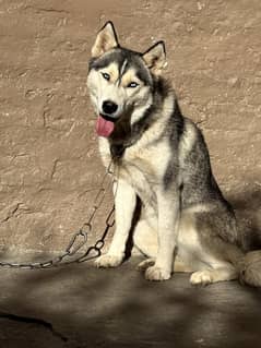 Husky Siberian Dog