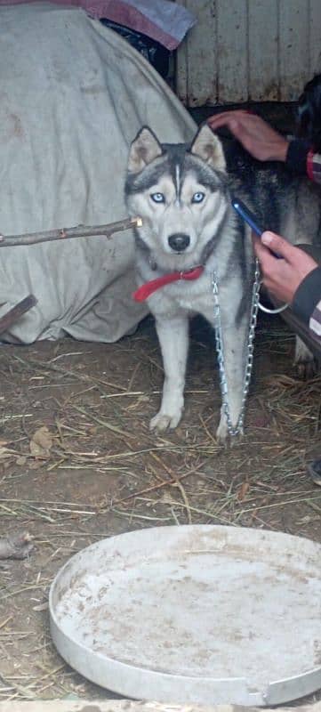 Husky Puppies Huskies 7