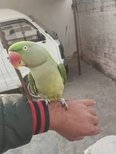 Parrot Kashmiri female breeder