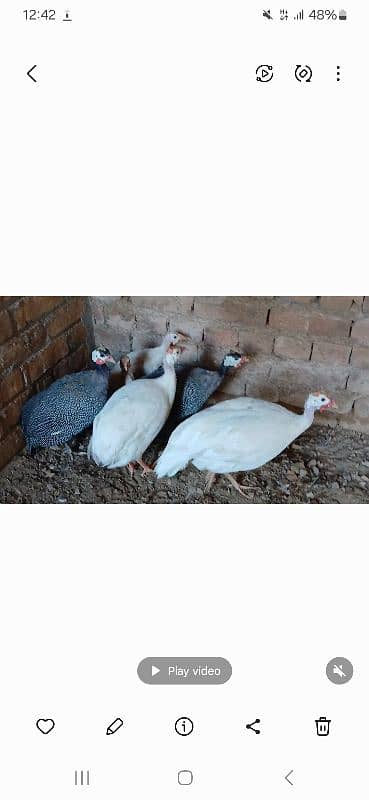 Guniea fowl (konk) for sale Rs. 4000 per pair 0