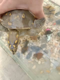 Commando turtle for sale