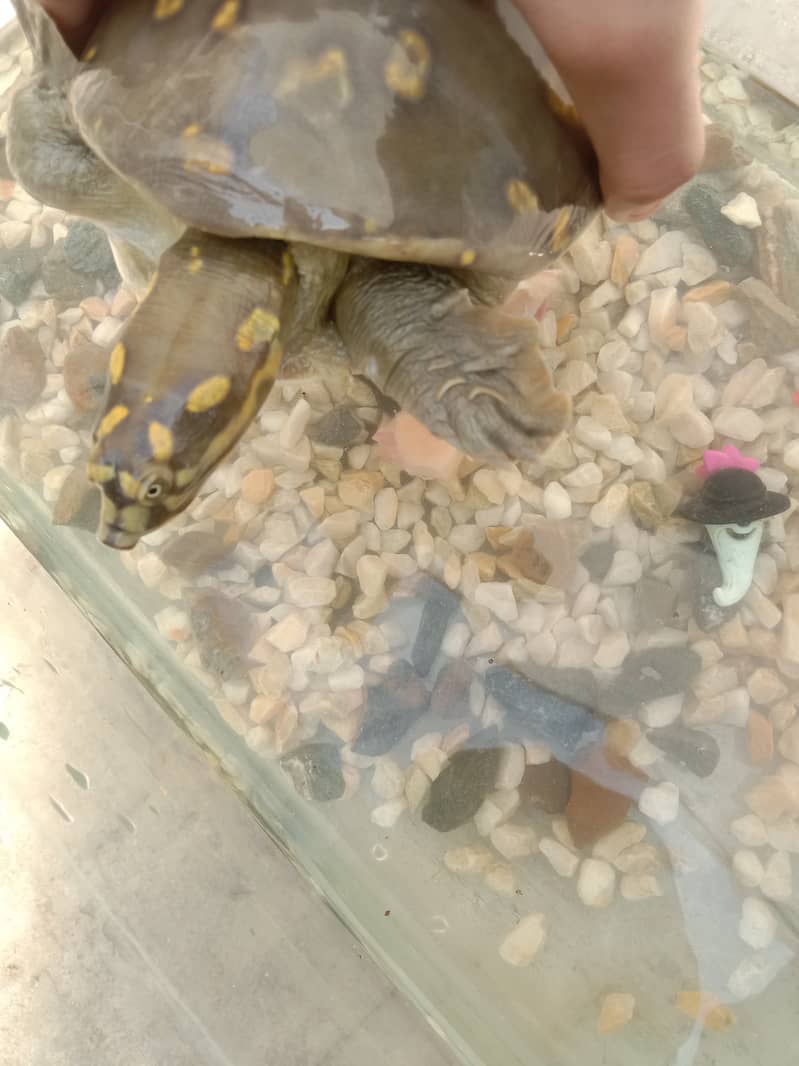 Commando turtle for sale 1