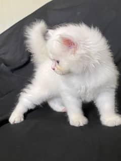 Persian cat