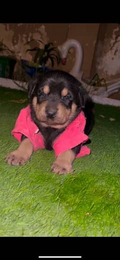 rottweiler puppies  available  for sale active nd healthy