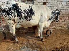 Cow For Sale