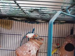 Finches for sale 2 pair