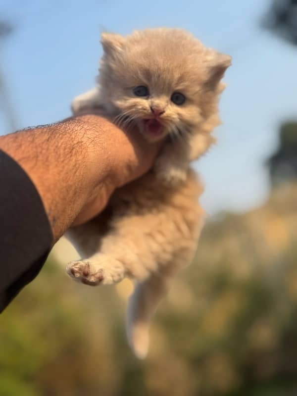 persian kitten 1