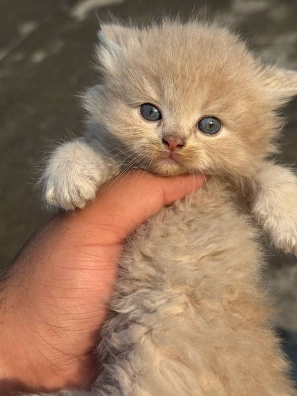 persian kitten 2