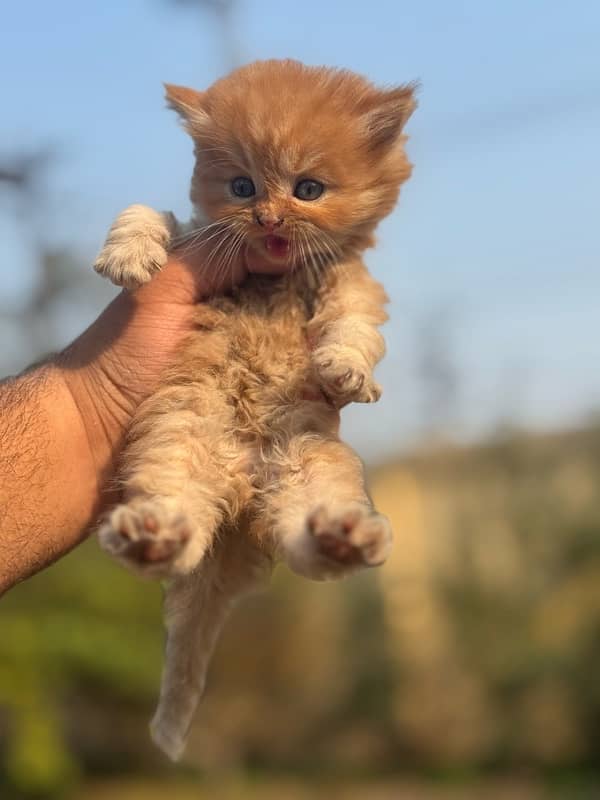 persian kitten 3