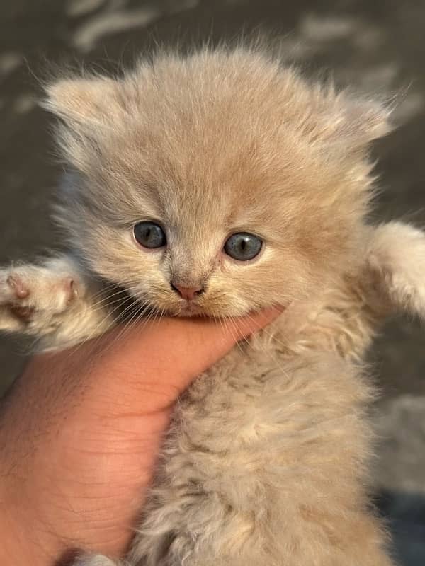 persian kitten 6