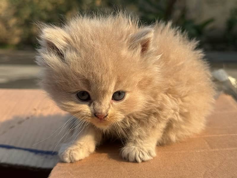 persian kitten 7