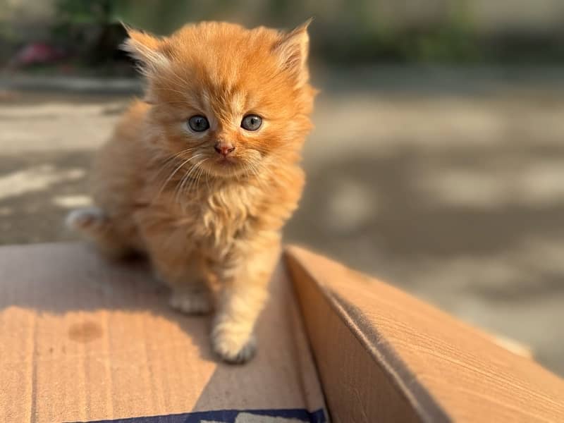 persian kitten 10