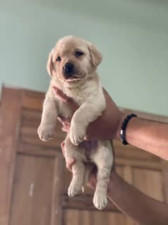 labrador puppies available