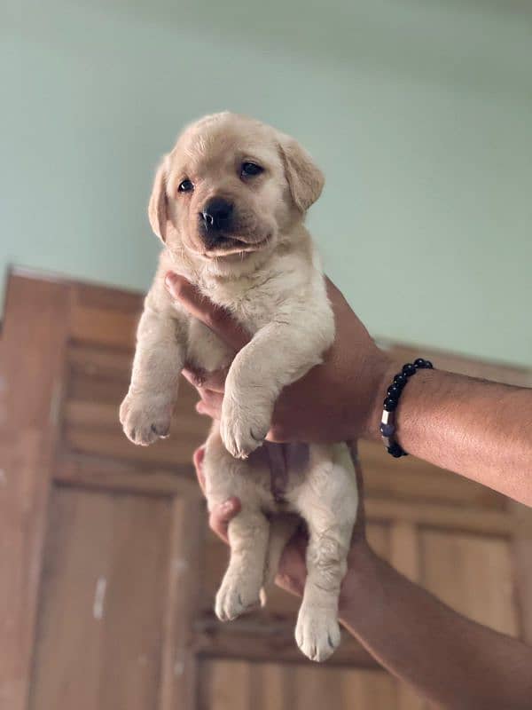 labrador puppies available 0