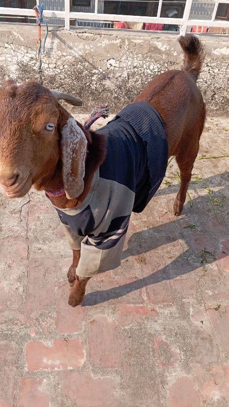 Desi goats for sale 0