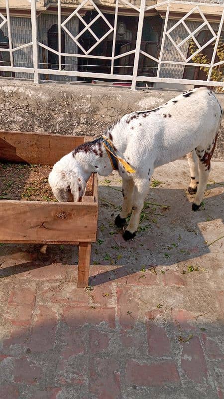 Desi goats for sale 1