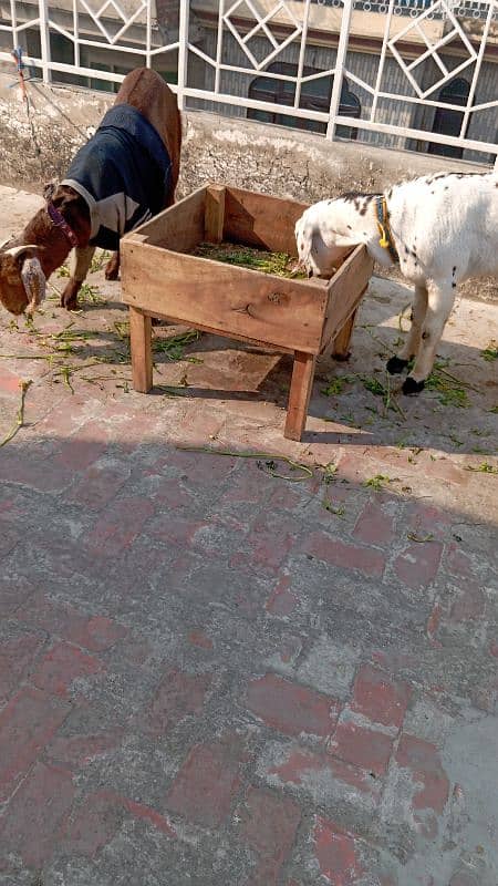 Desi goats for sale 2