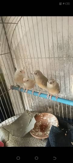 Gouldian finch chicks banglise pair