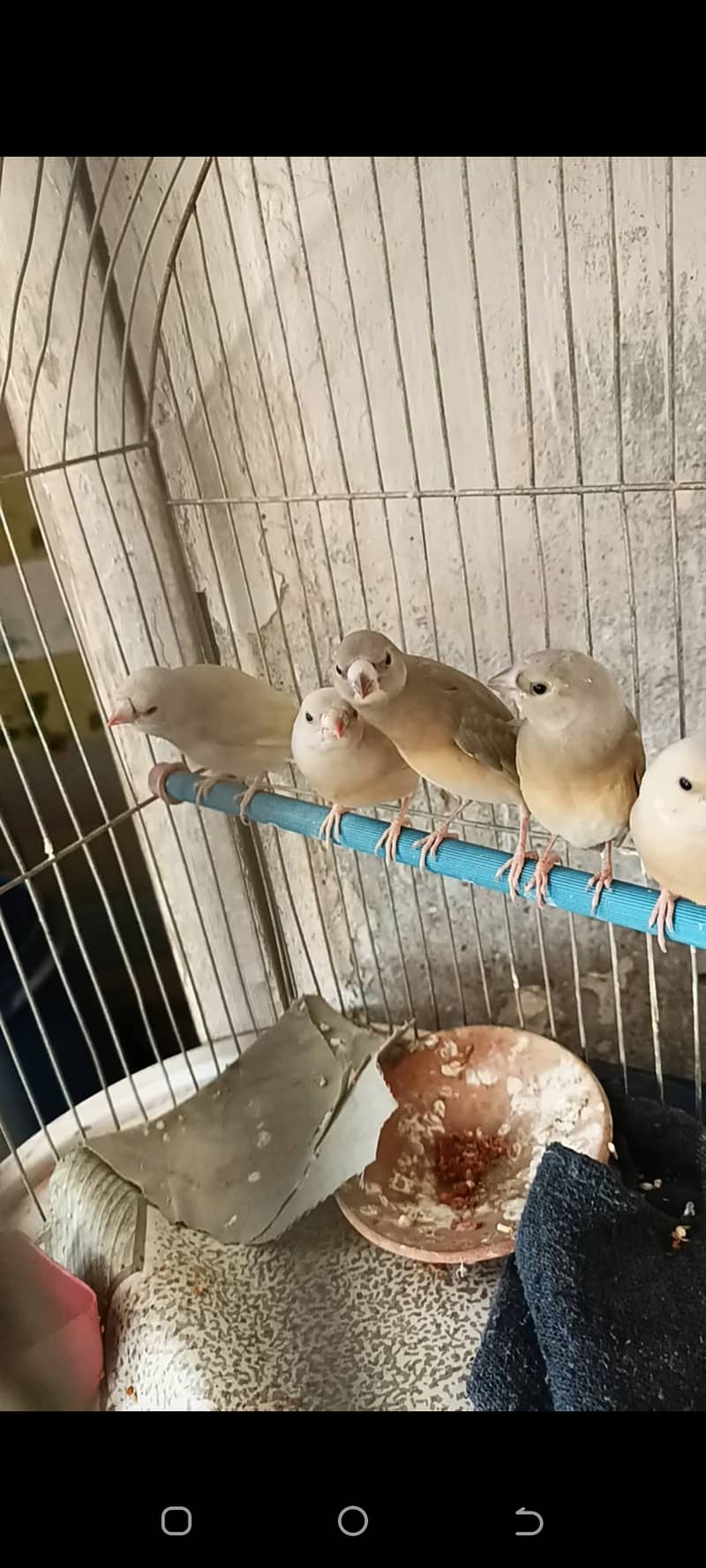 Gouldian finch chicks  half orange banglise pair 1