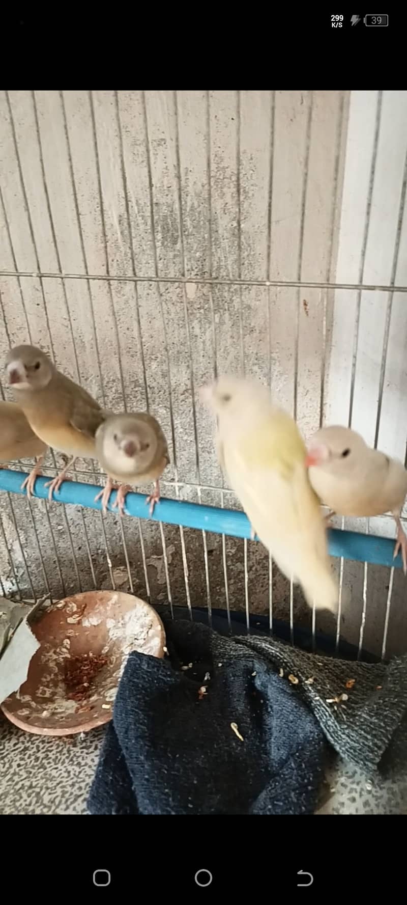 Gouldian finch chicks  half orange banglise pair 2