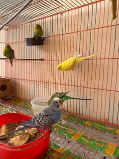 Australian Parrots with Cage full set