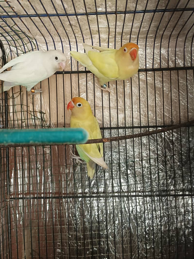 Gouldian finch chicks  half orange banglise pair 3