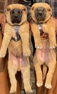 King Turkish kangal pair daball hadi ful security dogs for sale