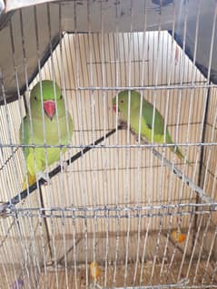 green parrot 9 months age