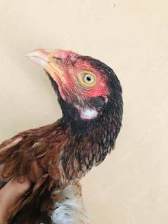 Sindhi brown salethi mix Aseel breeder hen muri / murghi