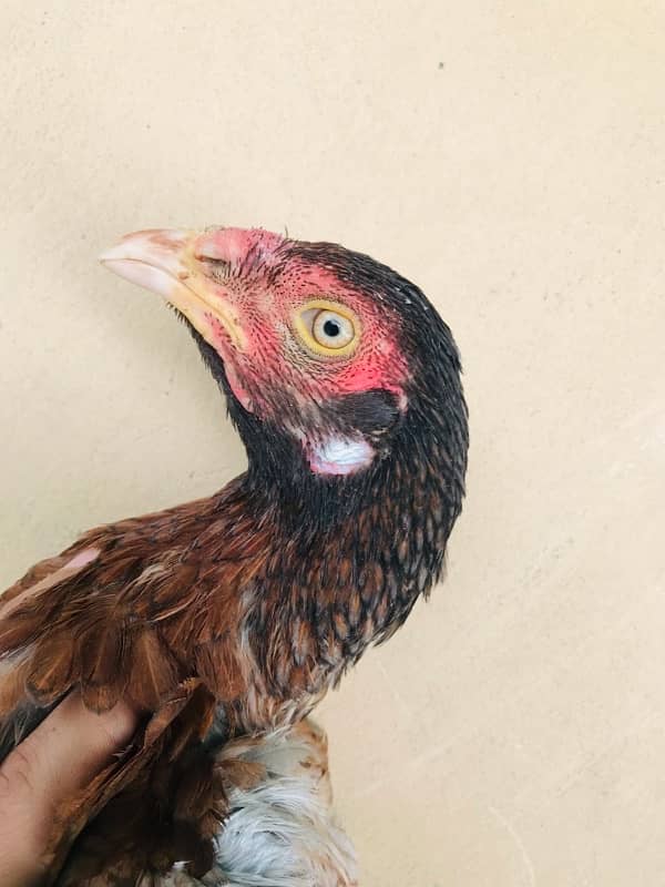 Sindhi brown salethi mix Aseel breeder hen muri / murghi 2