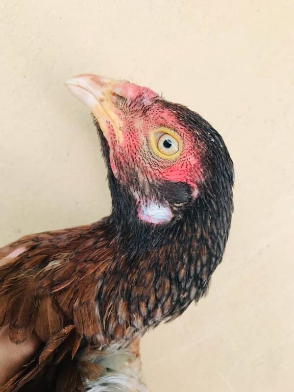 Sindhi brown salethi mix Aseel breeder hen muri / murghi 3