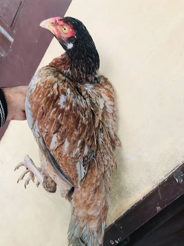 Sindhi brown salethi mix Aseel breeder hen muri / murghi 4