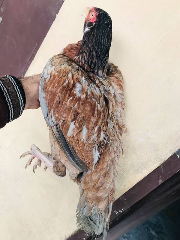 Sindhi brown salethi mix Aseel breeder hen muri / murghi 6