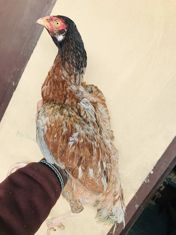 Sindhi brown salethi mix Aseel breeder hen muri / murghi 7