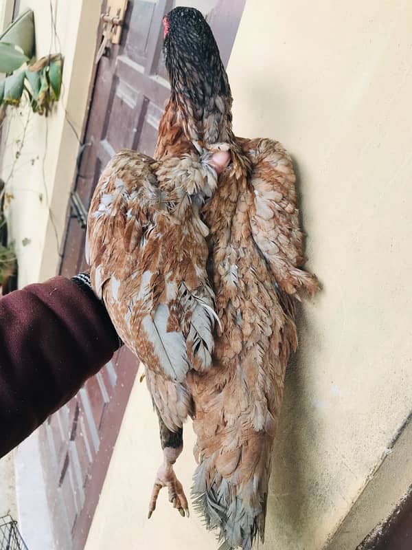 Sindhi brown salethi mix Aseel breeder hen muri / murghi 8