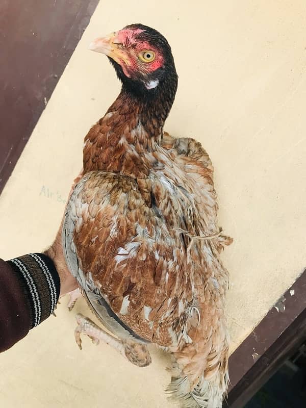 Sindhi brown salethi mix Aseel breeder hen muri / murghi 9