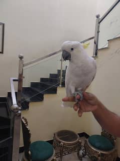 White Cockatoo