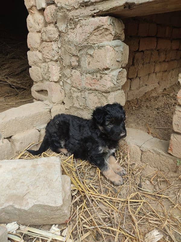 pure long coat German shaferd puppy for sale 1