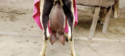 Ghabban tayar bakri for sale 03017753177