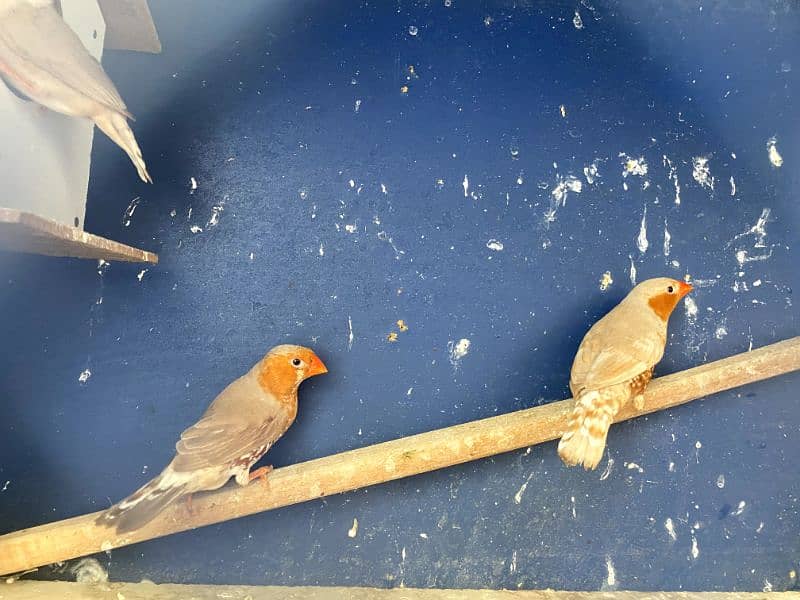 3b 2b Orange mutations finches pairs 0