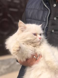 Persian cat for sale