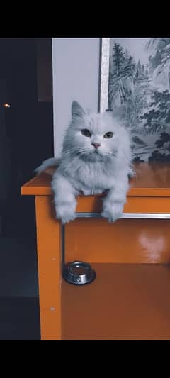 2 Female Persian Cats