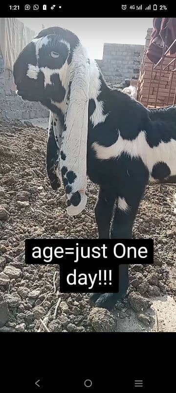 Pair . male and Female Mratsari goat kids 0