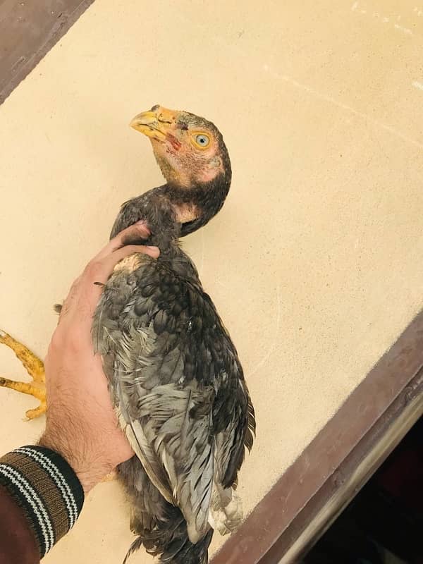 Sindhi black mushka Aseel chicks patha  long height 6