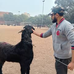 Big Size Sindhi jet black Bakra