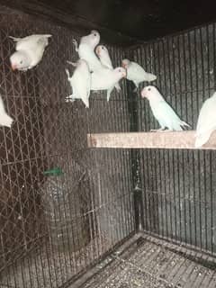 ALBINO BLACK EYE CHICKS FOR SALE