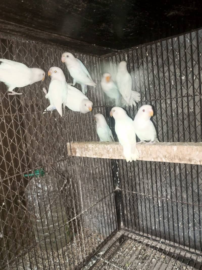 ALBINO BLACK EYE CHICKS FOR SALE 1