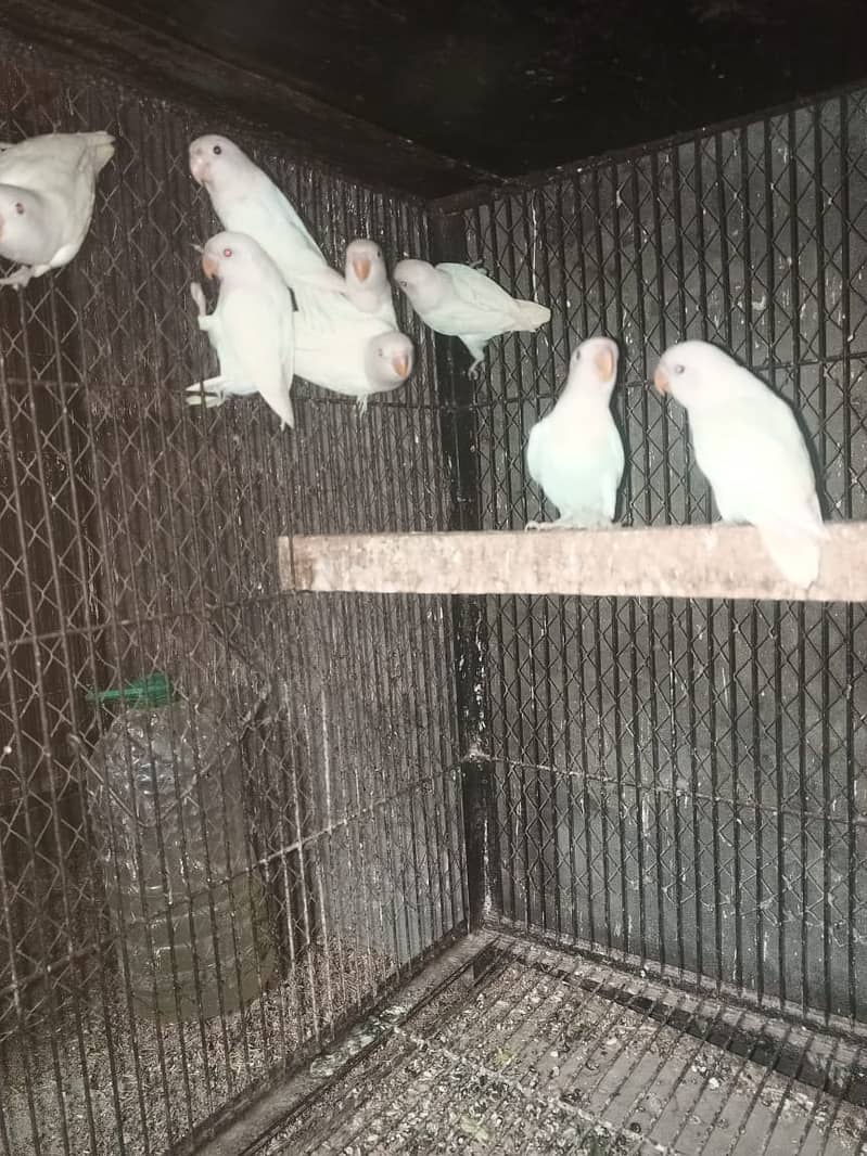 ALBINO BLACK EYE CHICKS FOR SALE 2